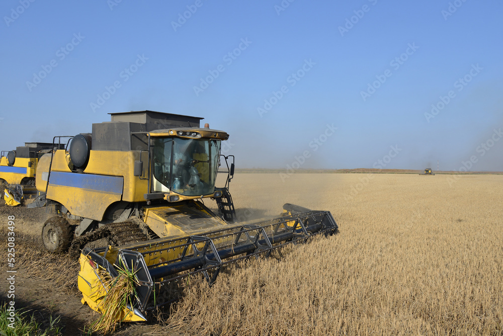 Obraz premium Harvester works in a field against the sky, agriculture, grain harvesting. Agricultural yellow field machinery, landscape background