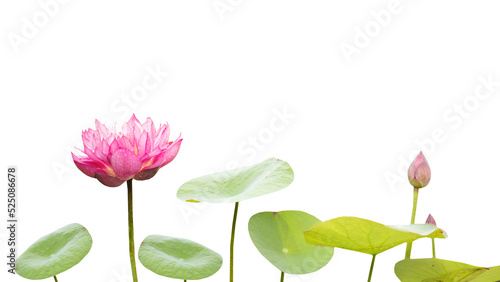 Pink lotus isolated on white background.