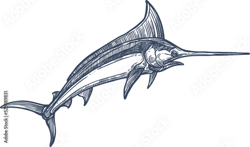 Swordfish isolated broadbills needlefish sketch photo