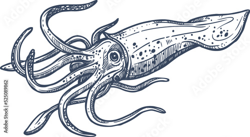 Monochrome armhooked squid isolated Decapodiformes
