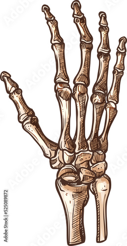 Human wrist skeleton isolated carpal bones, hand