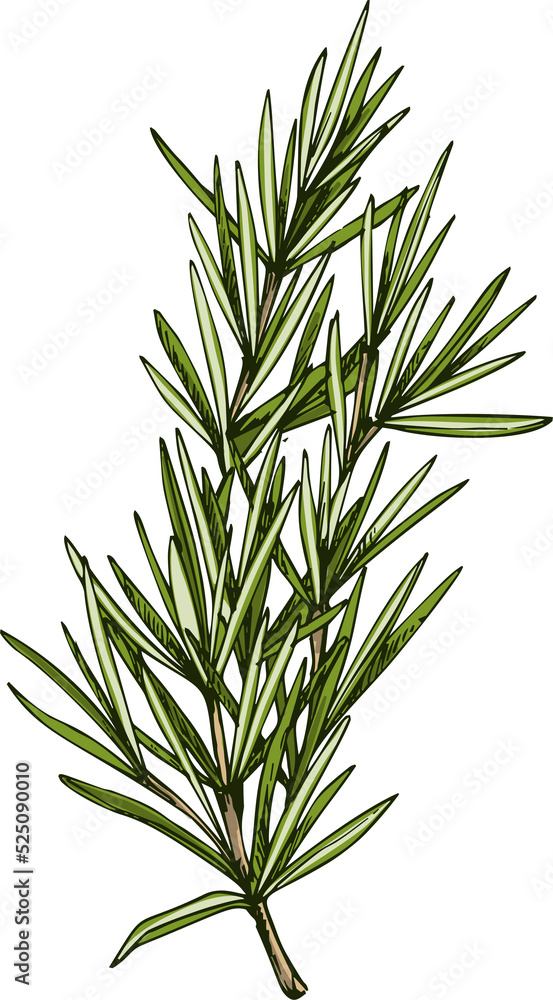 Fototapeta premium Salvia rosmarinus isolated rosemary culinary herb