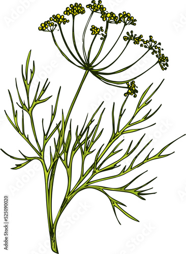 Fennel dill herb isolated leafstalk branch leaves