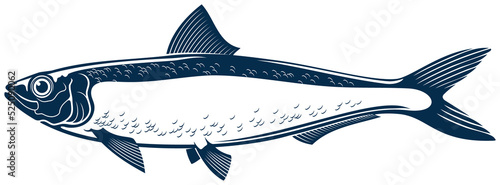 Herring or sardine saltwater fish isolated animal photo