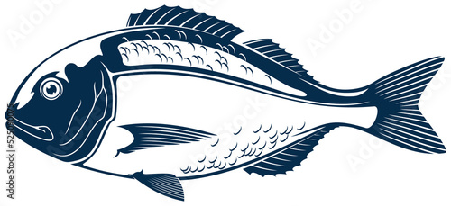 Orata gilt head bream isolated saltwater fish icon photo