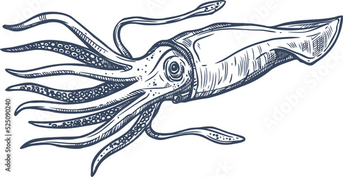Photos Monochrome squid isolated sketch, ocean mollusk