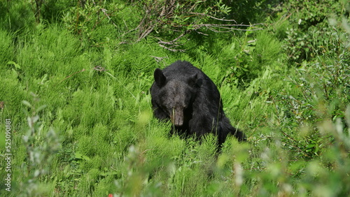 Black Bear  Maligne Lake Drive  Jasper  Canada