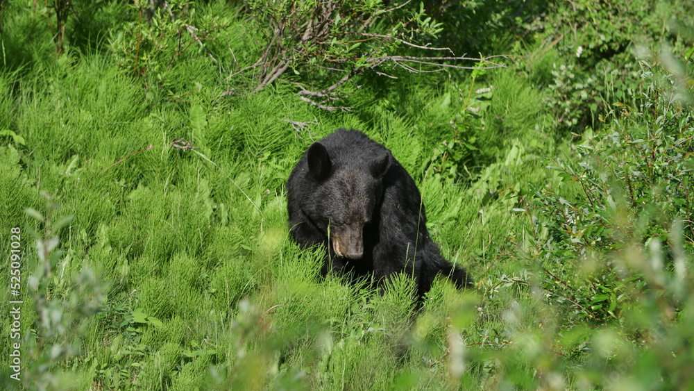 Black Bear, Maligne Lake Drive, Jasper, Canada Black Bear, Maligne Lake Drive, Jasper, Canada