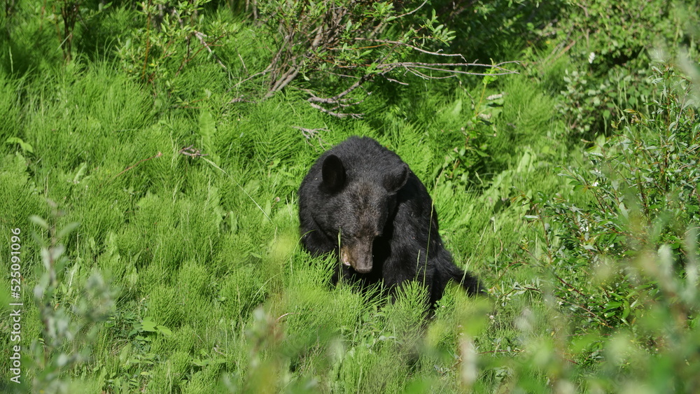 Black Bear, Maligne Lake Drive, Jasper, Canada Black Bear, Maligne Lake Drive, Jasper, Canada