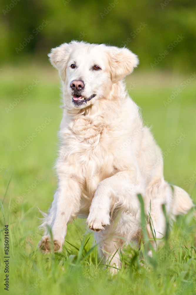 golden retriever running over grassy field golden retriever running over grassy field