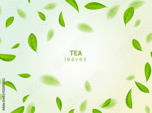 Green tea vector background mint eco illustration. Organic green tea flying leaf fresh concept