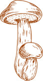 Boletus mushroom isolated monochrome sketch
