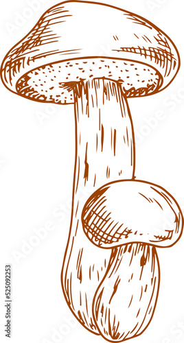 Boletus mushroom isolated monochrome sketch photo