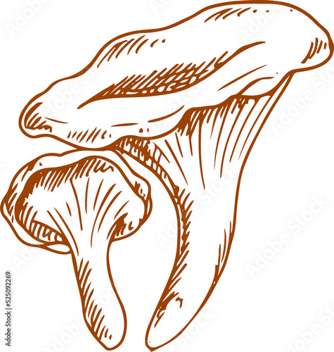 Edible chanterelle mushroom isolated fungi sketch