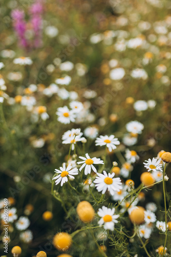 Blooming Wild Flowers Matricaria Chamomilla Or Matricaria Recutita. Wild Chamomile In Summer Meadow. Banner for tea packaging, label, greeting cards, decor