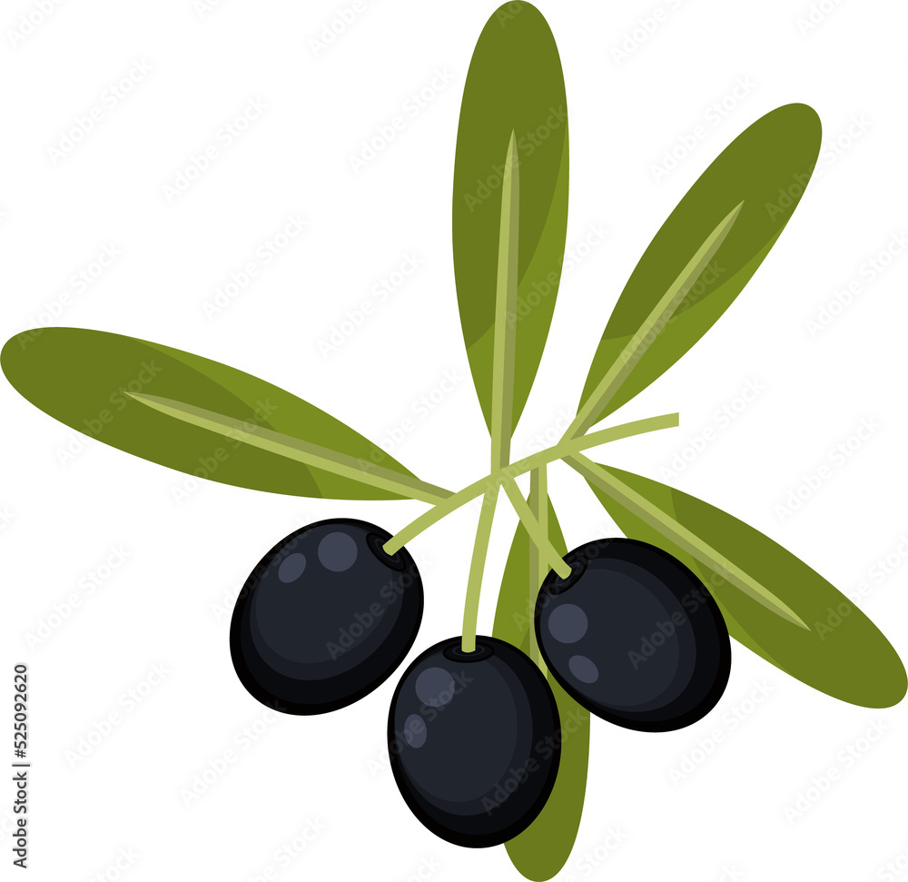 Black live fruits twig with leaves isolated plant Black live fruits twig with leaves isolated plant