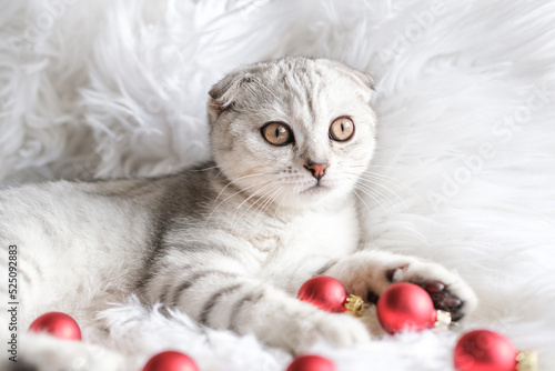 Christmas cat. Cute scottish fold kitten and christmas red balls on white fluffy plaid