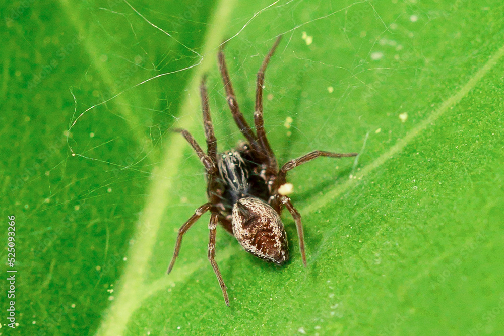 A spider on a green background. A spider on a green background.