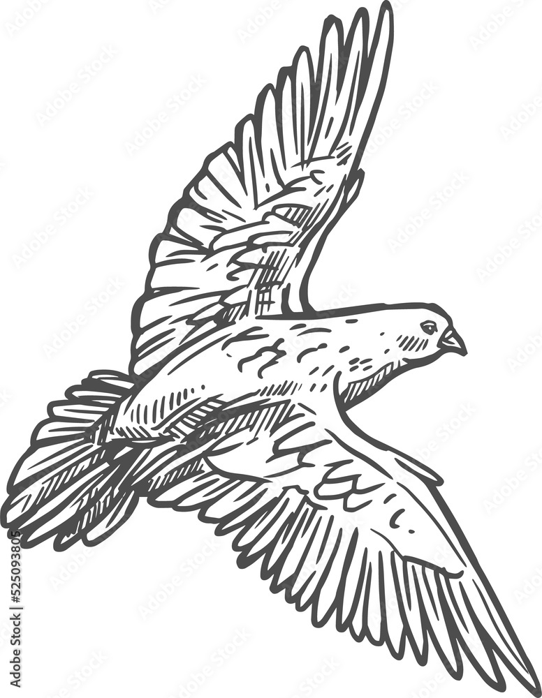 Dove bird with spread wings, pigeon sketch Dove bird with spread wings, pigeon sketch