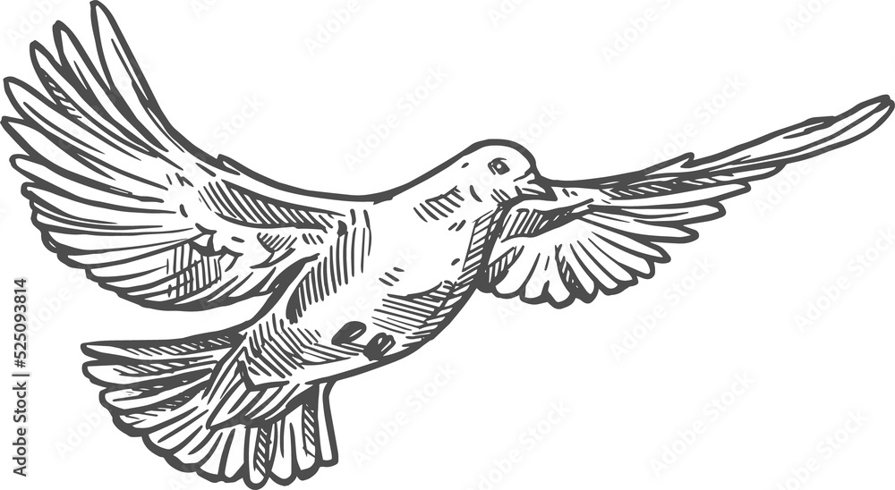 Fototapeta premium Dove pigeon, flying bird sketch monochrome