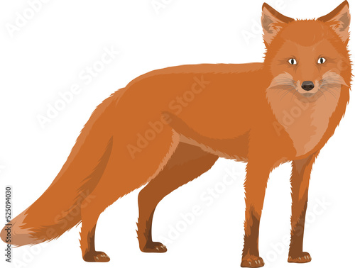 Fox wildlife animal with fluffy tail isolated