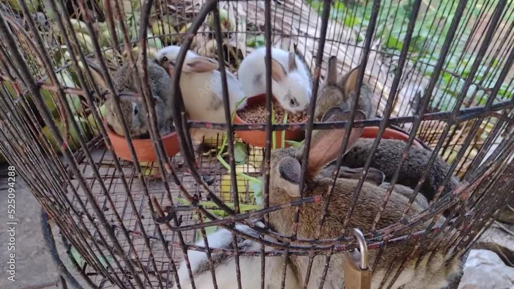 Rabbits in a cage for sale Rabbits in a cage for sale