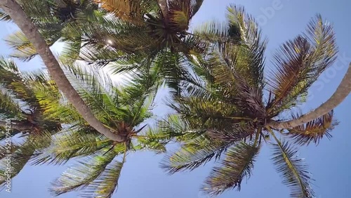 Palm trees seen from below at Playa el Agua beach in Margarita Island
 photo