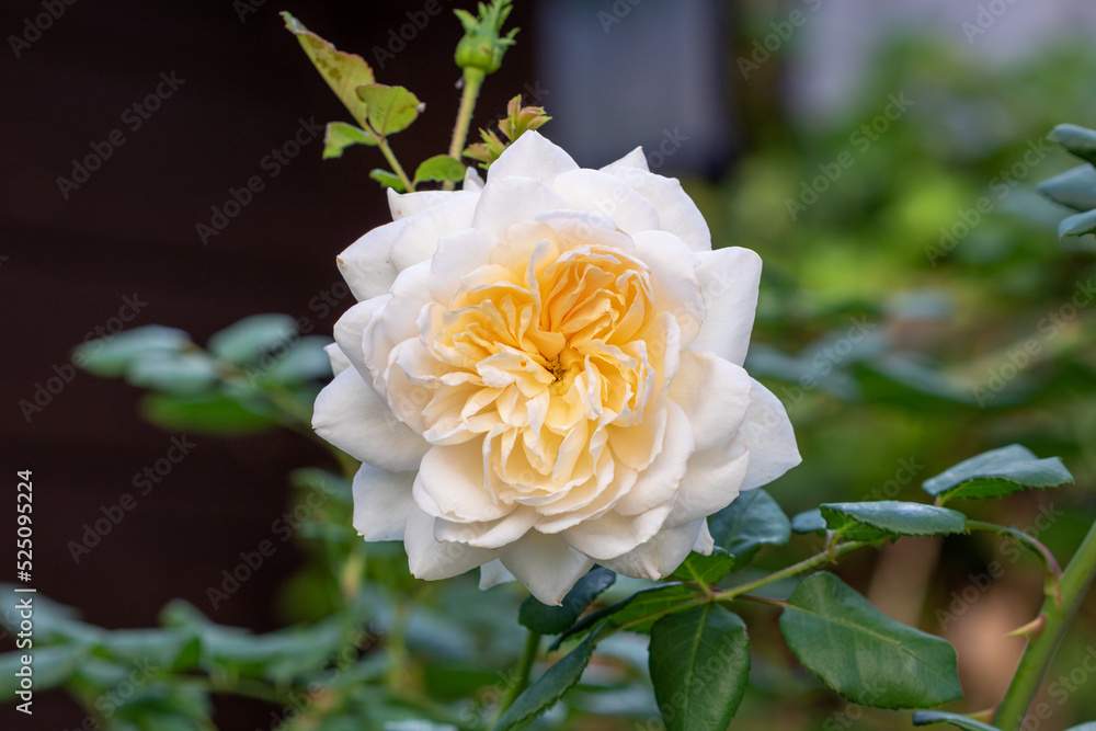 englische Rose in Cremeweiß Emanuel Makro englische Rose in Cremeweiß Emanuel Makro