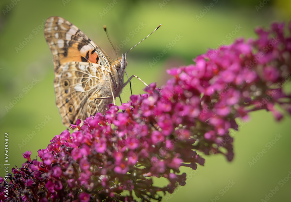 Fototapeta premium Motyl na fioletowym kwiatku. Delikatny owad w ogrodzie, rozmazane tło.