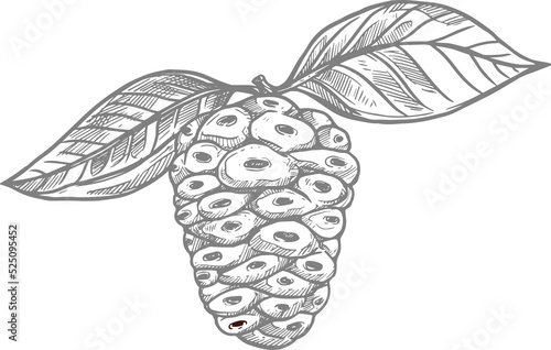 Great morinda or mulberry tropical fruit sketch © Vector Tradition