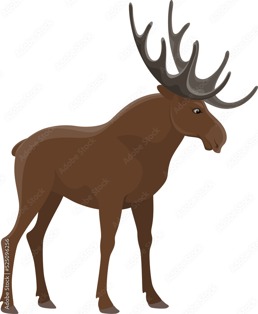 Fototapeta premium Elk animal, hunt and zoo wild moose