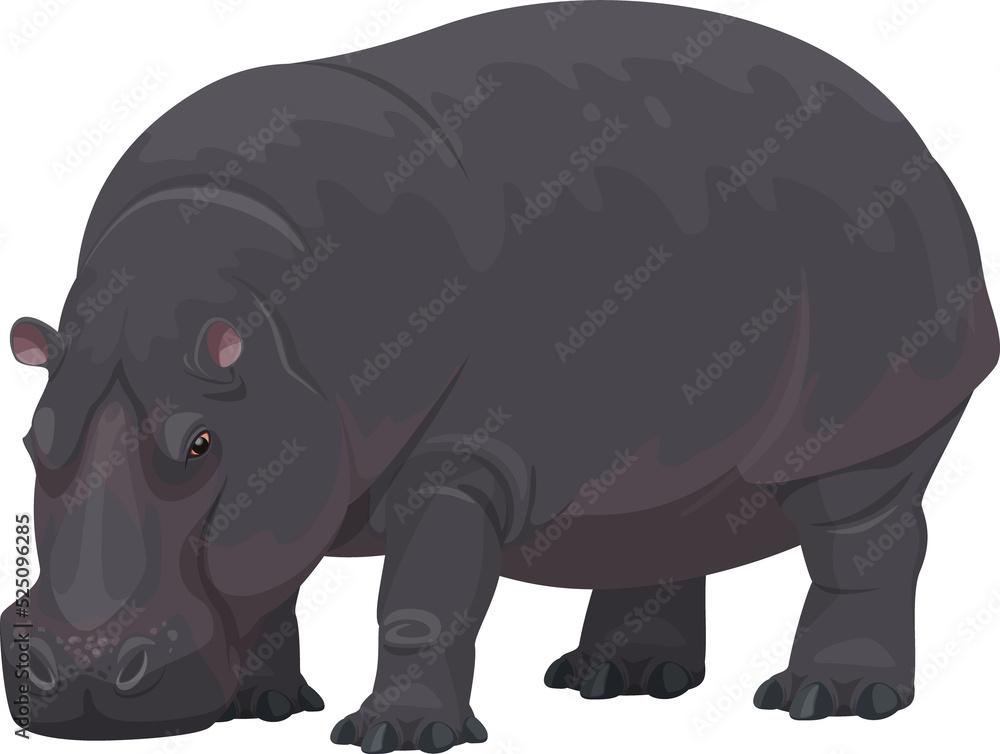 Fototapeta premium Hippopotamus, African safari zoo, hunt wild animal