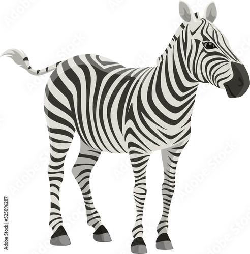 Zebra  African safari zoo and hunt wild animal