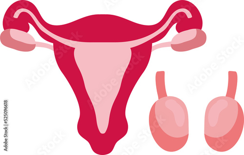 Uterus organ, human body anatomy icon