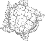Hand drawn cauliflower cabbage isolated sketch