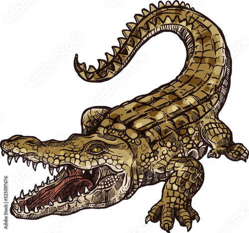 Fototapeta American alligator isolated wild crocodile sketch