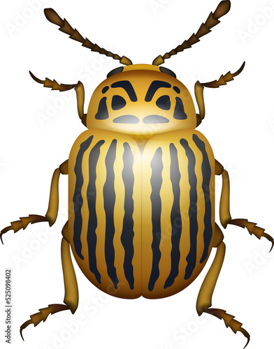Striped spearman isolated potato colorado beetle © Vector Tradition