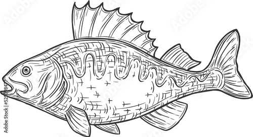 Freshwater fish European Balkhash perch isolated