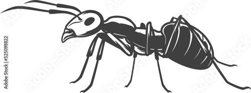 Ant insect isolated vector icon, pest control