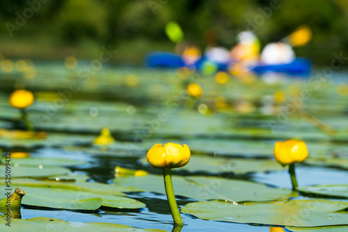 Fotografie Two yellow water lilies on the surface of the river
