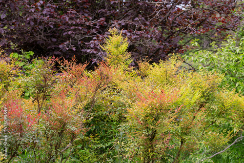 Red, yellow, burgundy and green leaves on the trees in the park. Colorful leaves in autumn.