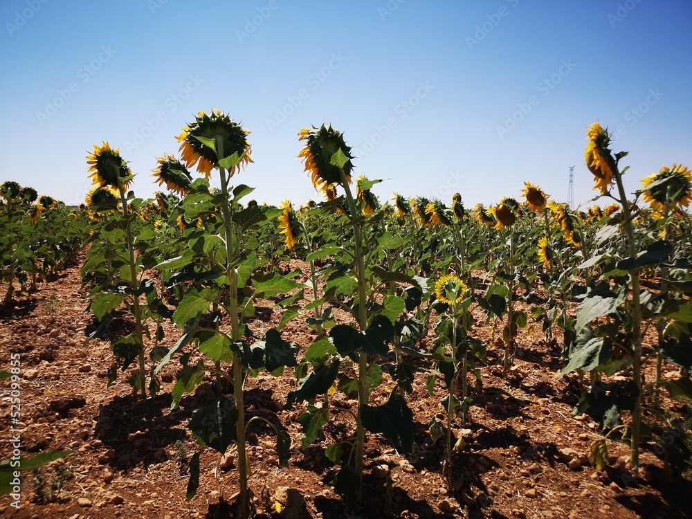 field of sunflowers in Guadalajara Spain