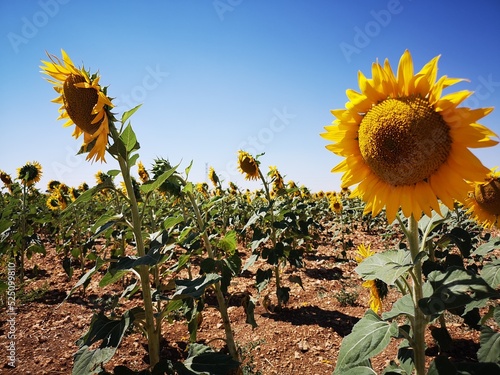 field of sunflowers in Guadalajara Spain