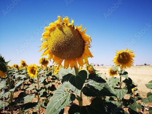 field of sunflowers in Guadalajara Spain