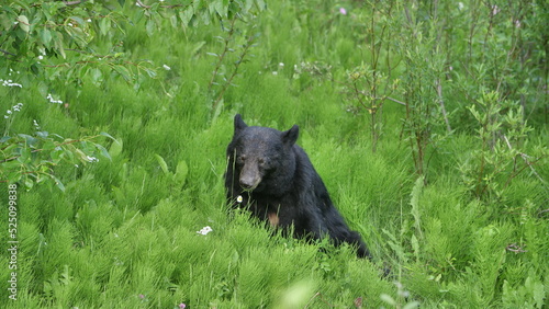 Black Bear  Jasper National Park  Canada