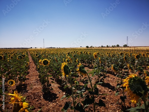field of sunflowers in Guadalajara Spain