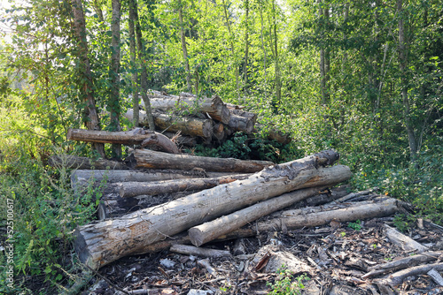 Rotting logs of birches bunch in forest thickets, environmental protection