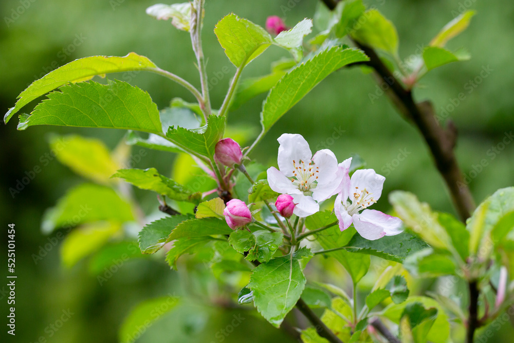 tree - apple trees blossomed, close-up of white and pink flowers of a fruit tree on a branch on a blurred background tree - apple trees blossomed, close-up of white and pink flowers of a fruit tree on a branch on a blurred background