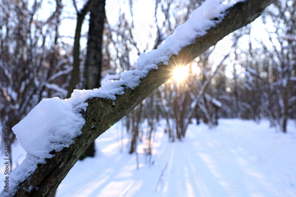 Winter forest, snow covered trees in sunlight. Nature after snowfall, sunshine at frost weather