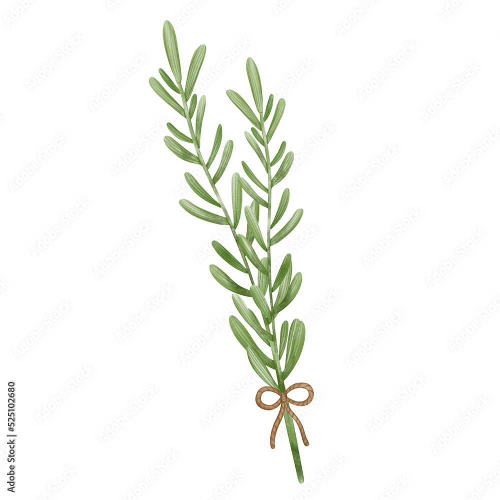 rosemary rosemary